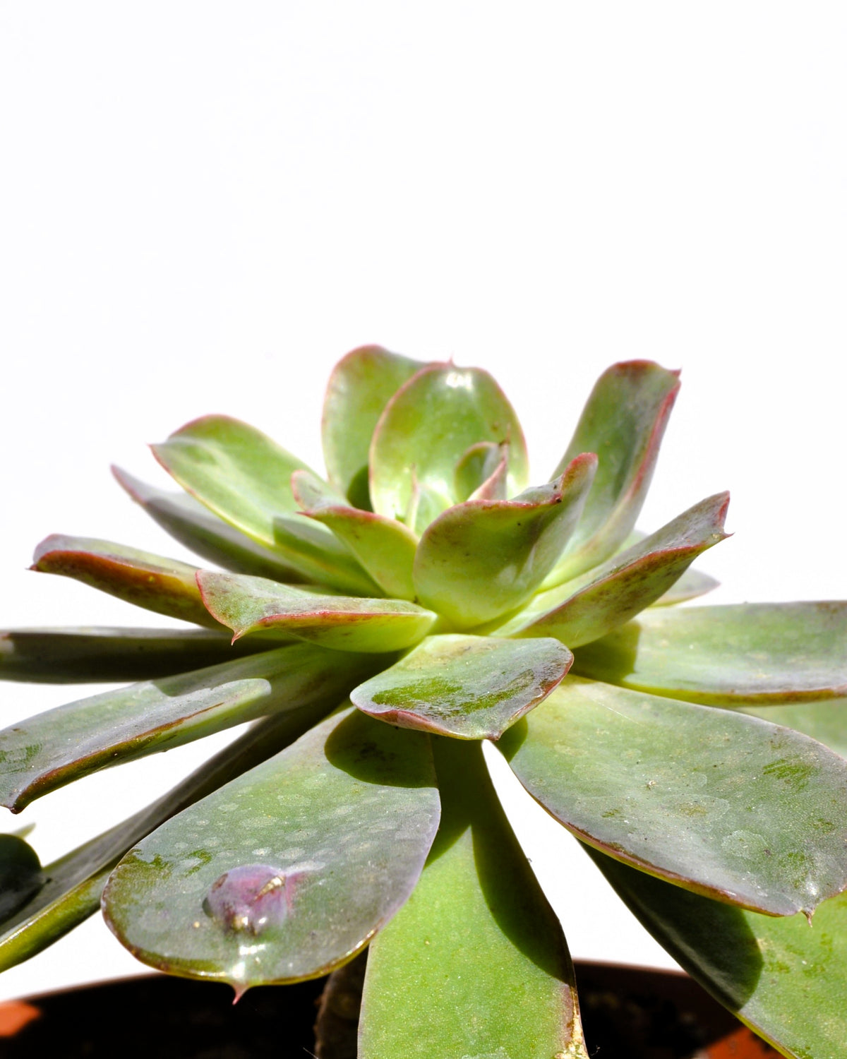 Echeveria ‘raindrops’ (echeveria Gotas De Lluvia); Planta Suculenta; Curiosarium; Maceta 10,5 Cm_2
