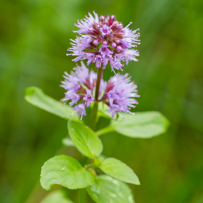 Menta Acuática Mentha Aquatica Estanque - Set 4 Plantas Con Cesta Y Sustrato_1