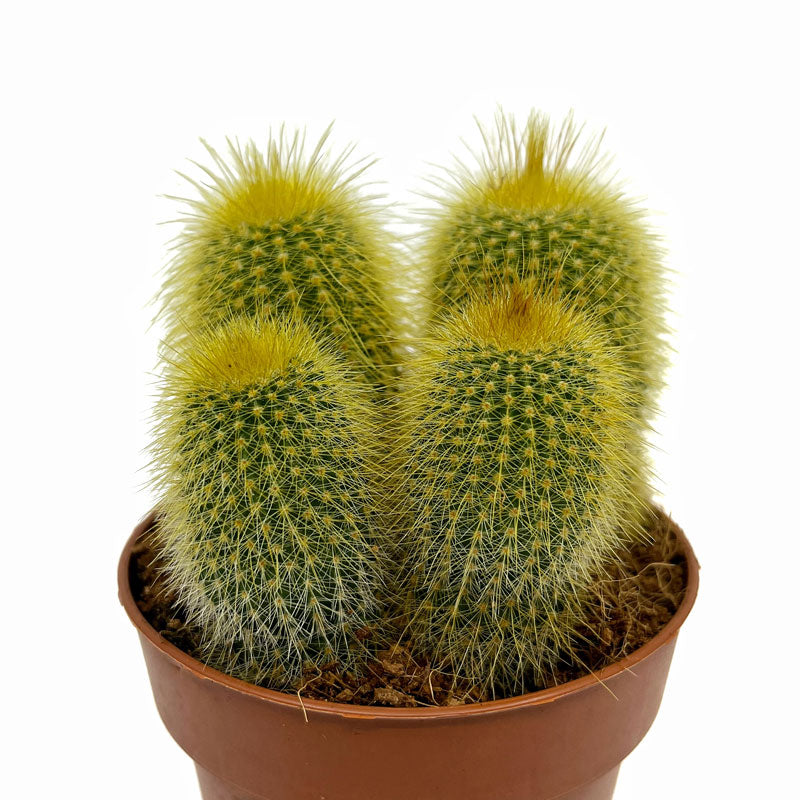 Parodia Leninghausii Cactus Y Suculentas M8,5 cm Ø_0