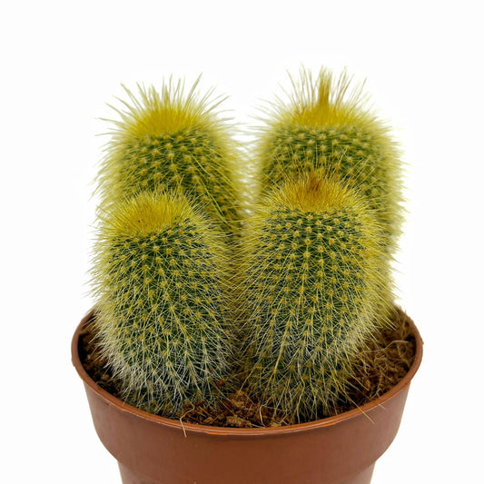 Parodia Leninghausii Cactus Y Suculentas M8,5 cm Ø_0