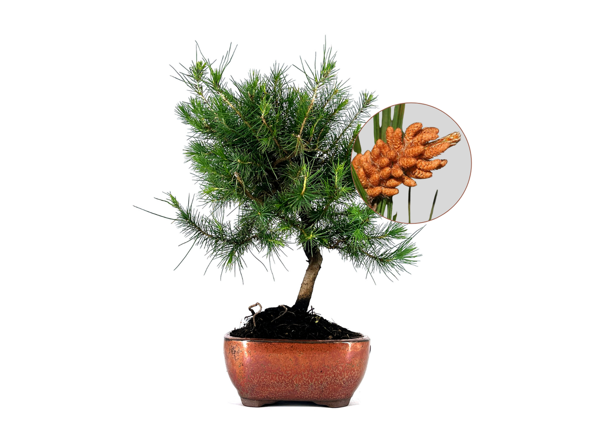 Bonsái Pinus Halepensis – Pino Carrasco 8 Años_0