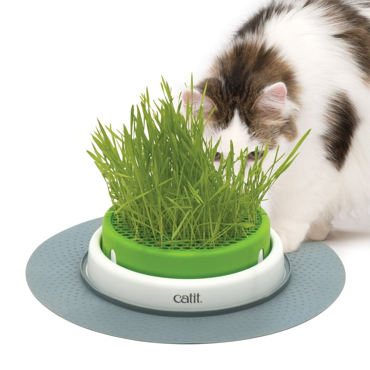 Germinador con hierba gatera Senses 2.0 Catit