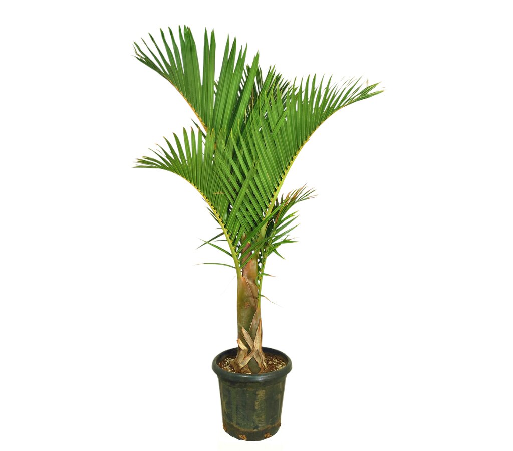 Mascarena Verschaffeltii M37 120-140cm_0