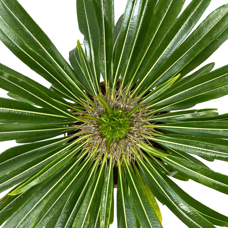 Pachypodium Lamerei Cactus Y Suculentas M13 cm Ø_1