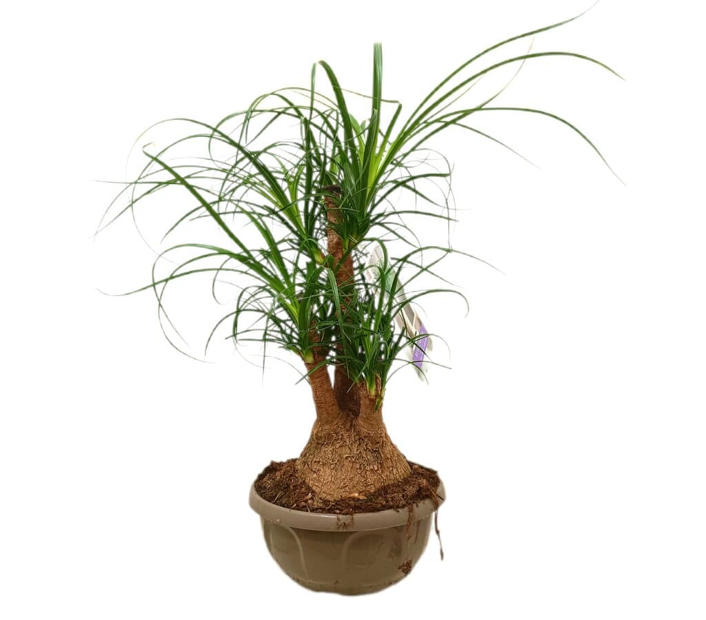 Beaucarnea Ramificada M22 40-50cm_0