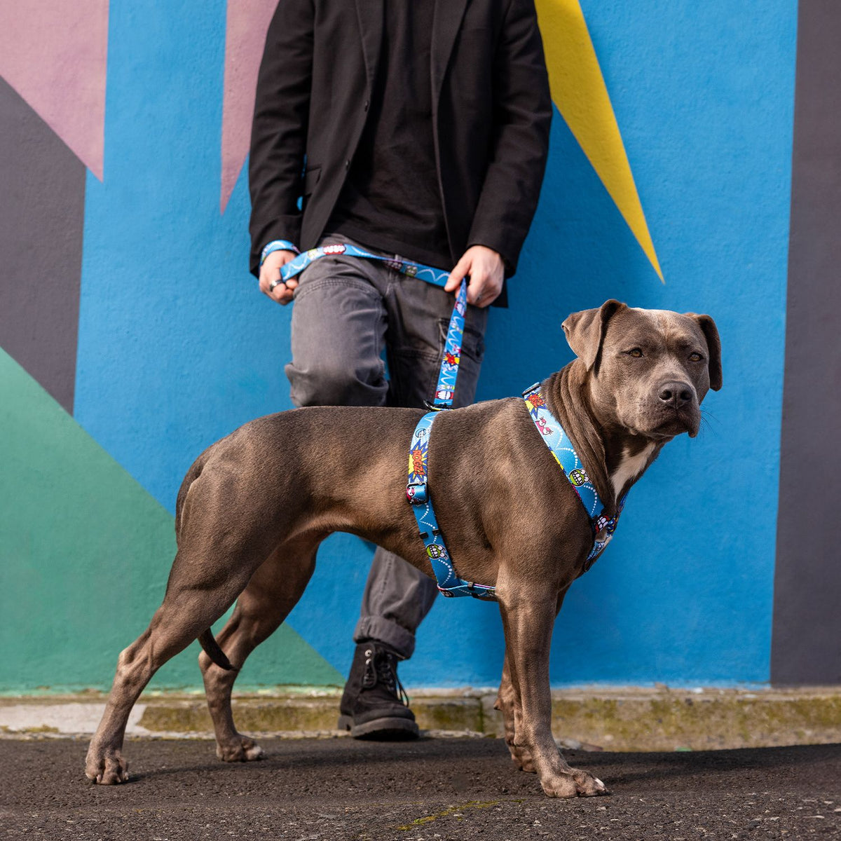 Arnés Para Perro, Modelo Fusion De Rogz, Estampado Comic Azul. Talla M (12-22kg)_3
