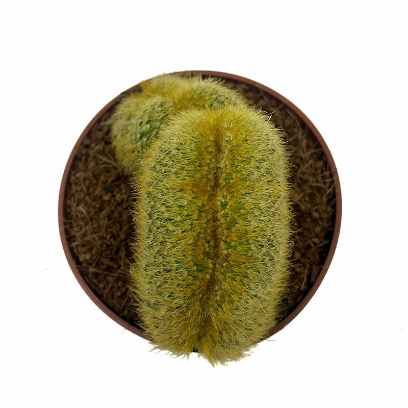Notocactus Leninghausii Cristata Cactus Y Suculentas M8,5 cm Ø_1
