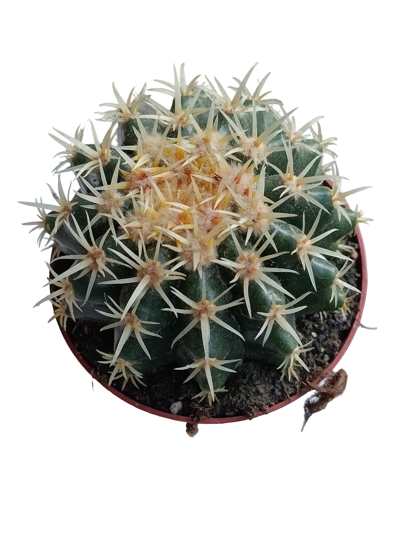 Echinocactus Brevispinnus Planta Cactus Ø8_0