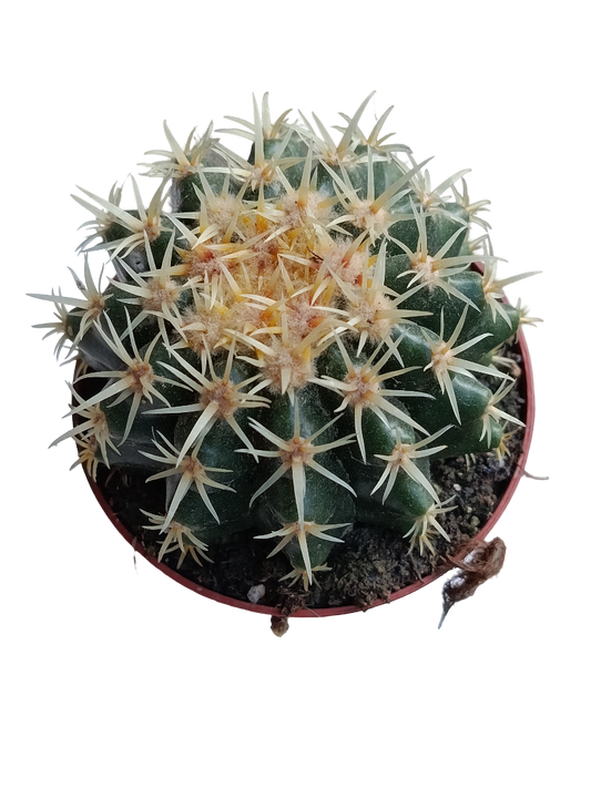 Echinocactus Brevispinnus Planta Cactus Ø8_0