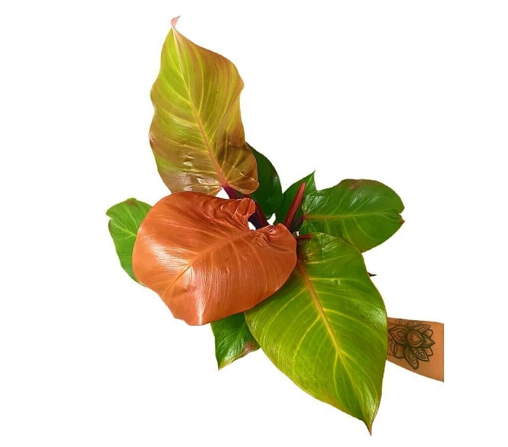 Philodendron Sunlight Red M12 25cm_1