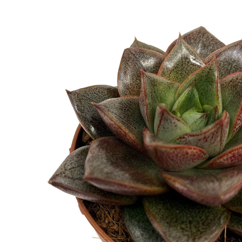 Echeveria Dionysos Cactus Y Suculentas M8,5 cm Ø_2