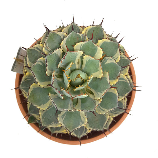 Agave Potatorum Kichijokan Variegata T30 50cm_0