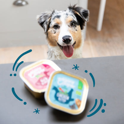 Tarrina de comida para perros con pavo orgánico sin cereales | Edgard &amp; Cooper 100 g