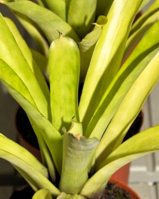 Aechmea candida 'Small Form'; bromelia bicolor; Curiosarium; altura 22-25 cm, diámetro 12-15 cm, sin sustrato_0