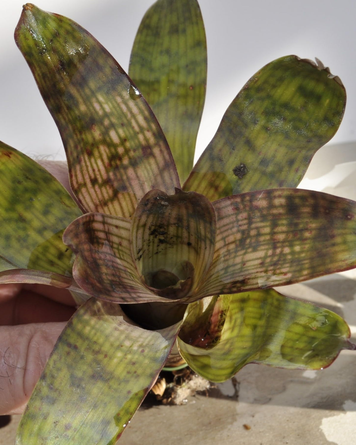Vriesea gigantea 'Nova' [mini]; bromelia tropical; Curiosarium; altura 10-12 cm, diámetro 8-10 cm, sin sustrato_0