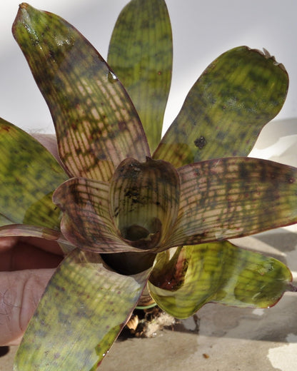 Vriesea gigantea 'Nova' [mini]; bromelia tropical; Curiosarium; altura 10-12 cm, diámetro 8-10 cm, sin sustrato_0