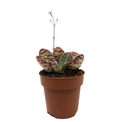 Kalanchoe Humilis Cactus Y Suculentas M8,5 cm Ø_0