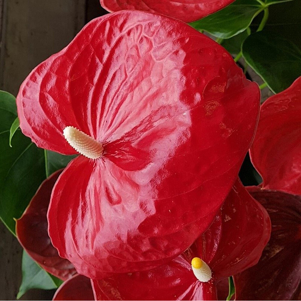 Anthurium Andreanum Madural M17_3