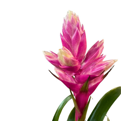 Guzmania Candy, La Preciosa Bromelia Que Te Enamorará_0