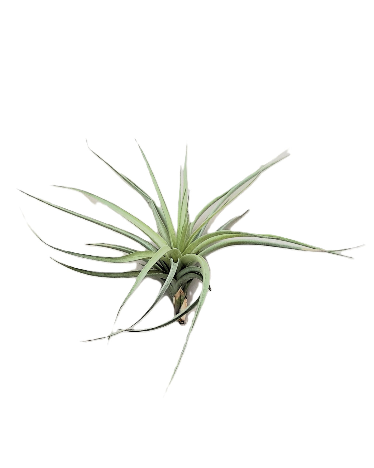 Tillandsia aeranthos 'Joseli'; planta del aire de flores claras; Curiosarium; altura 15 cm, diámetro 25 cm_1