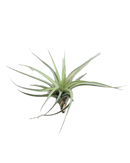 Tillandsia aeranthos 'Joseli'; planta del aire de flores claras; Curiosarium; altura 15 cm, diámetro 25 cm_1