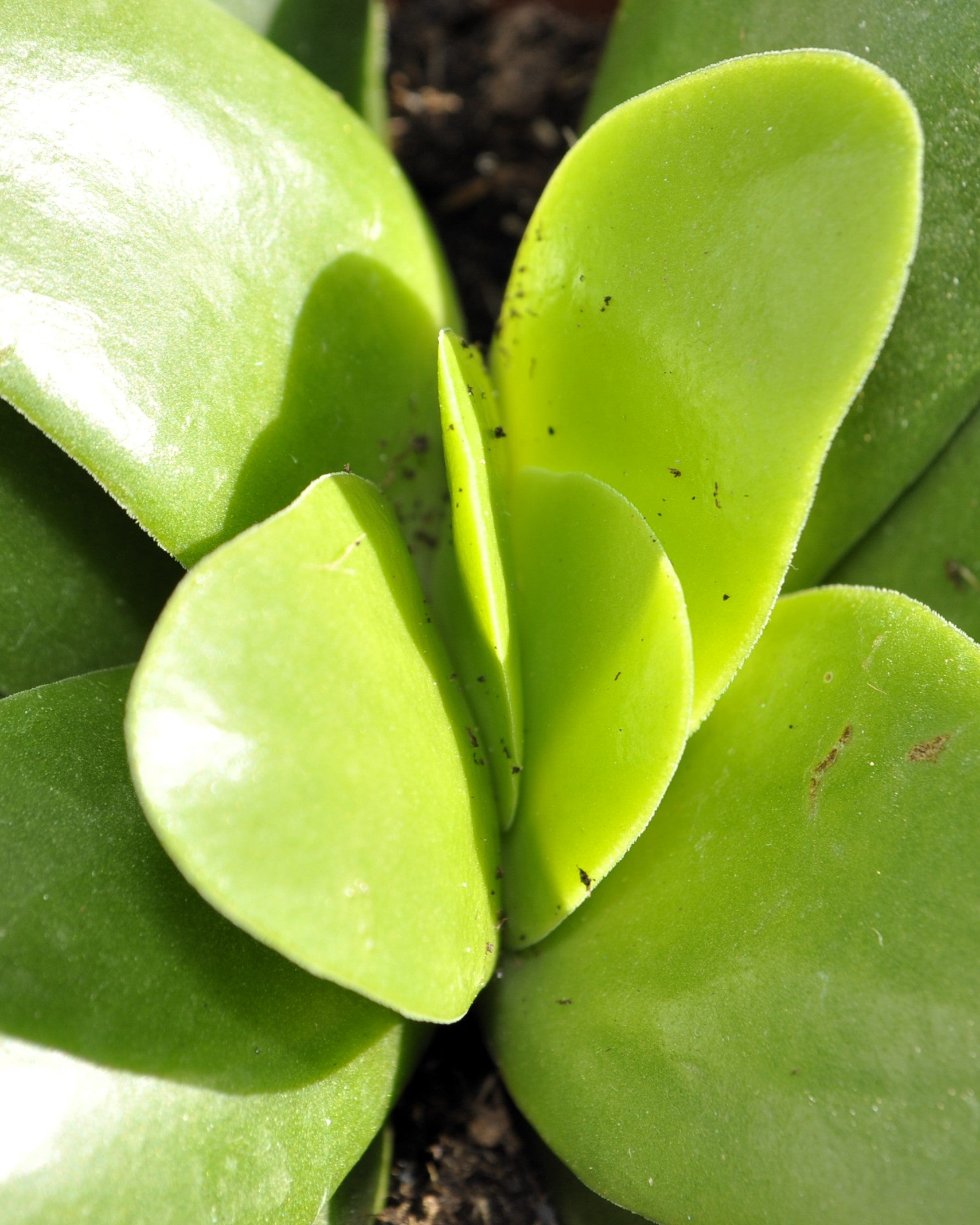 Crassula Perfoliata 'borracha'; Planta Suculenta Verde, Planta De Colección; Curiosarium; Diámetro Maceta 10,5 Cm_2