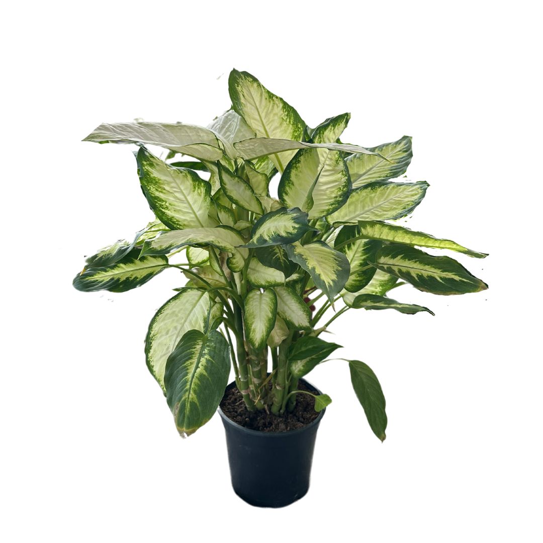 Dieffenbachia Camila M12 Maceta 12cm_0