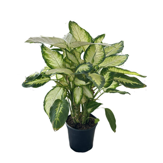 Dieffenbachia Camila M12 Maceta 12cm_0