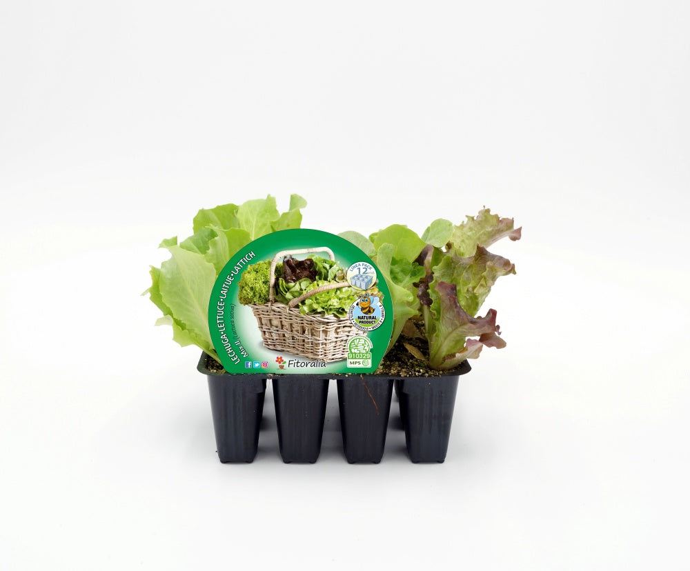 Pack Plantones Lechuga Mix Ii 12 Ud. Natural - Fitoralia_0
