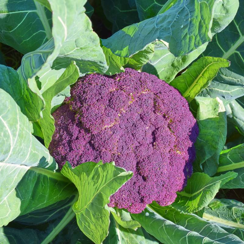 Semillas Coliflor Di Sicilia Violetto Ecológicas_0