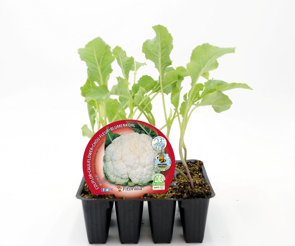 Pack Plantones Coliflor Blanca 12 Ud. Natural - Fitoralia_0