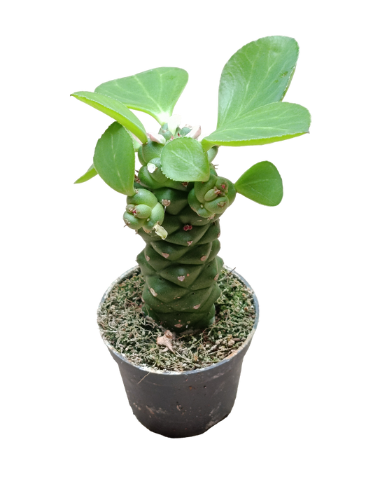 Euporbia Ritchei Ø6 Planta Suculenta Natural_0