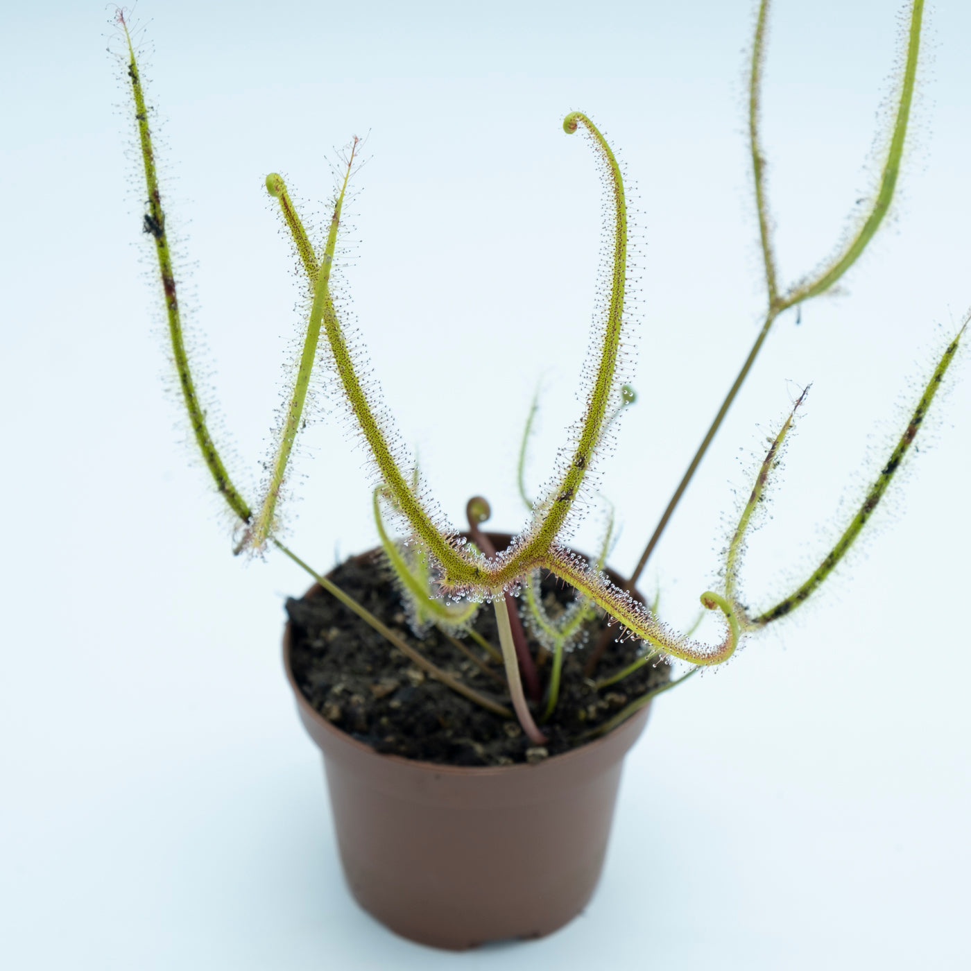 Drosera Binata Var. Dichotoma F. Pedata (giant) M9_1