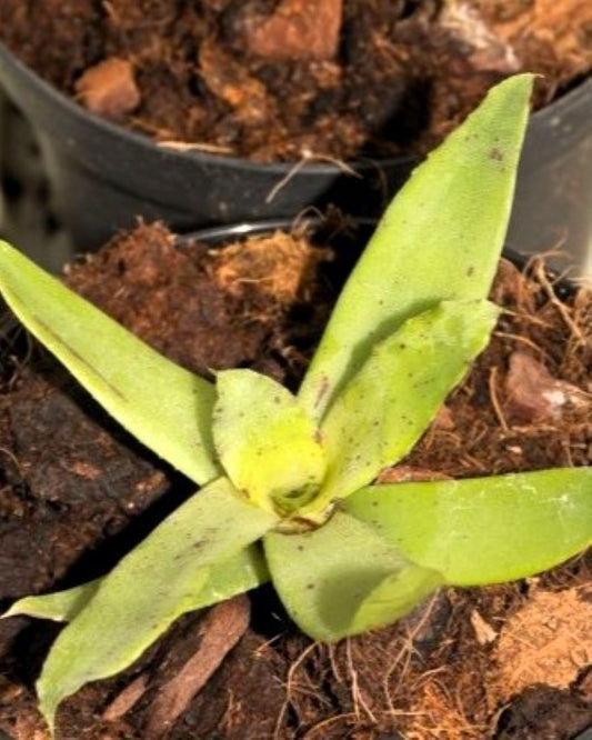 Neoregelia lilliputiana; bromelia miniatura, apta para terrarios; Curiosarium; altura 9 cm, diámetro 5 cm, sin sustrato_0