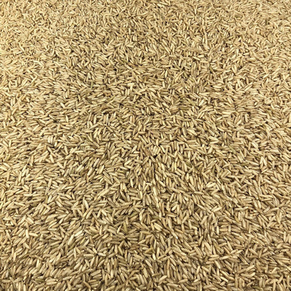 Arroz Integral Ecológico Granel 5 Kg_2