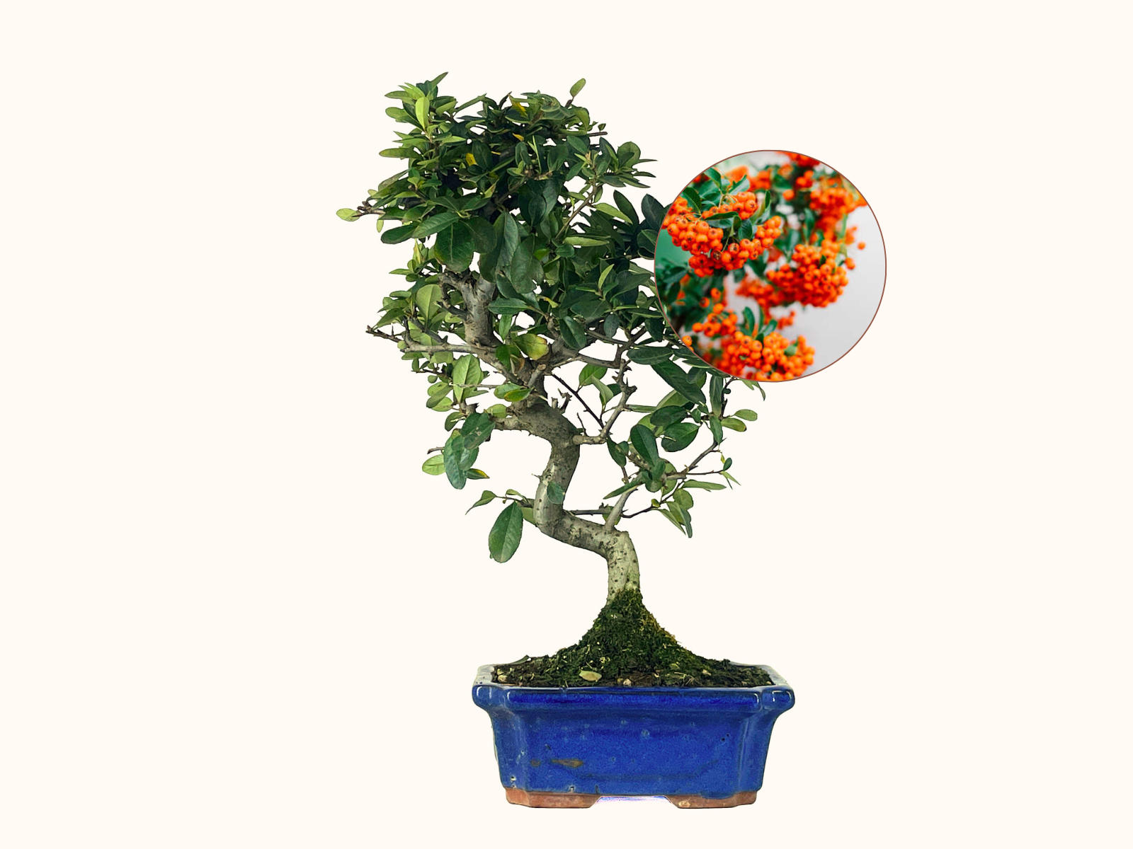 Bonsái Pyracantha – Espino De Fuego 9 Años_0