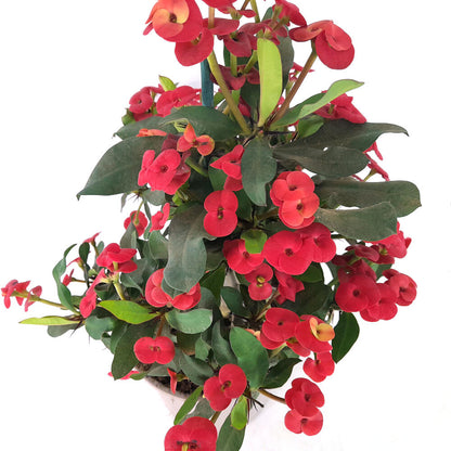 Euphorbia Millii M17 40cm (espina De Cristo) Color Rojo_3