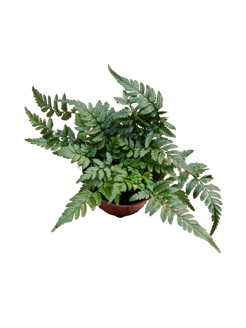 Helecho Athyrium Planta De Interior Ø8_0