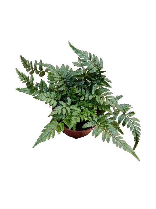 Helecho Athyrium Planta De Interior Ø8_0