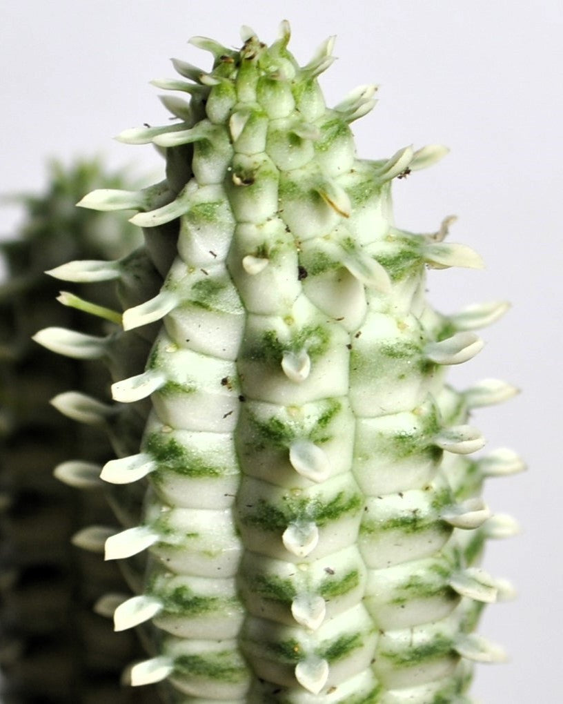 Euphorbia Mammillaris 'variegata' (mazorca De Maíz Variegada); Euforbia Suculenta; Curiosarium; Diámetro Maceta 10,5 Cm_3