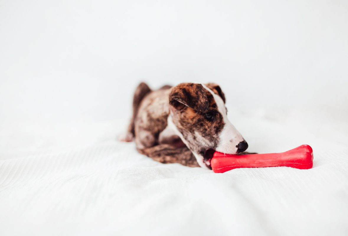 Bimorbox Pequeña · Pack Snacks Y Juguetes Naturales Para Perros._2