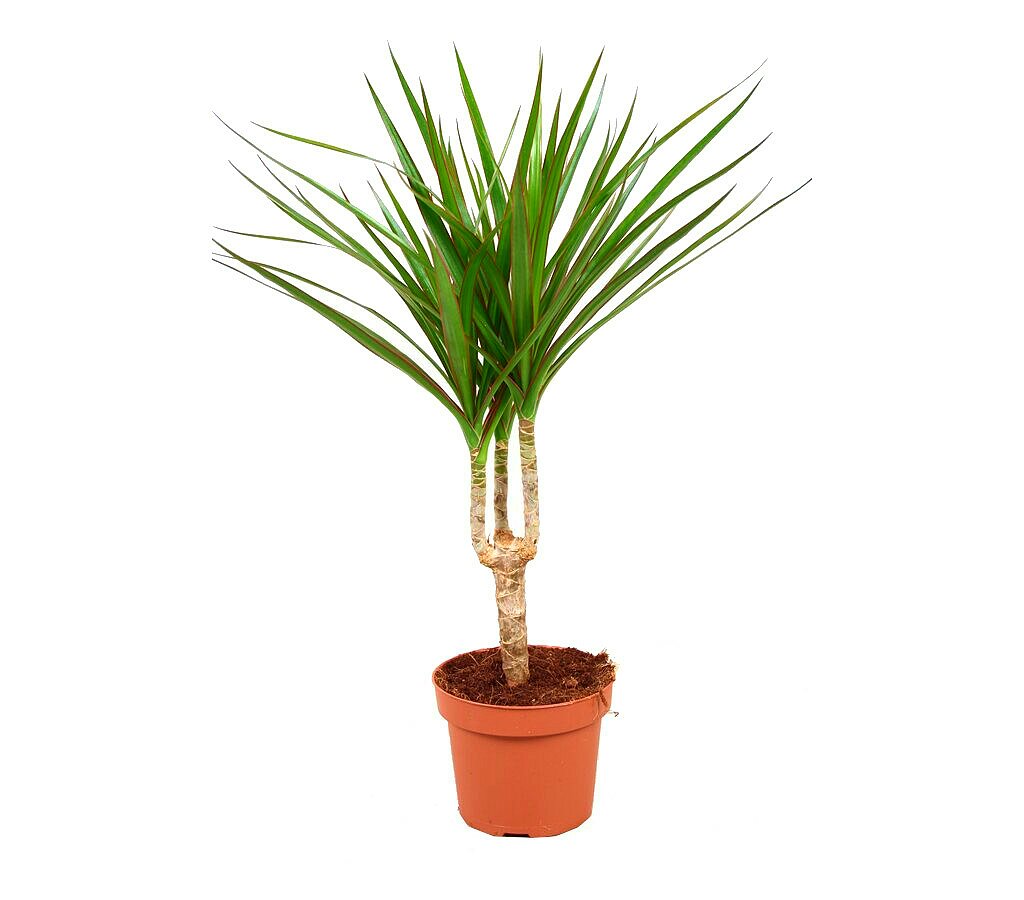 Dracena Marginata M12 45cm_0