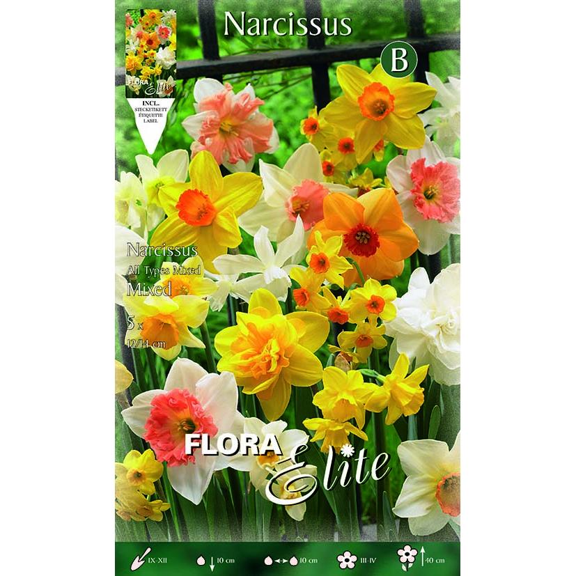 Bulbos Narciso trompeta mezcla 5 uds