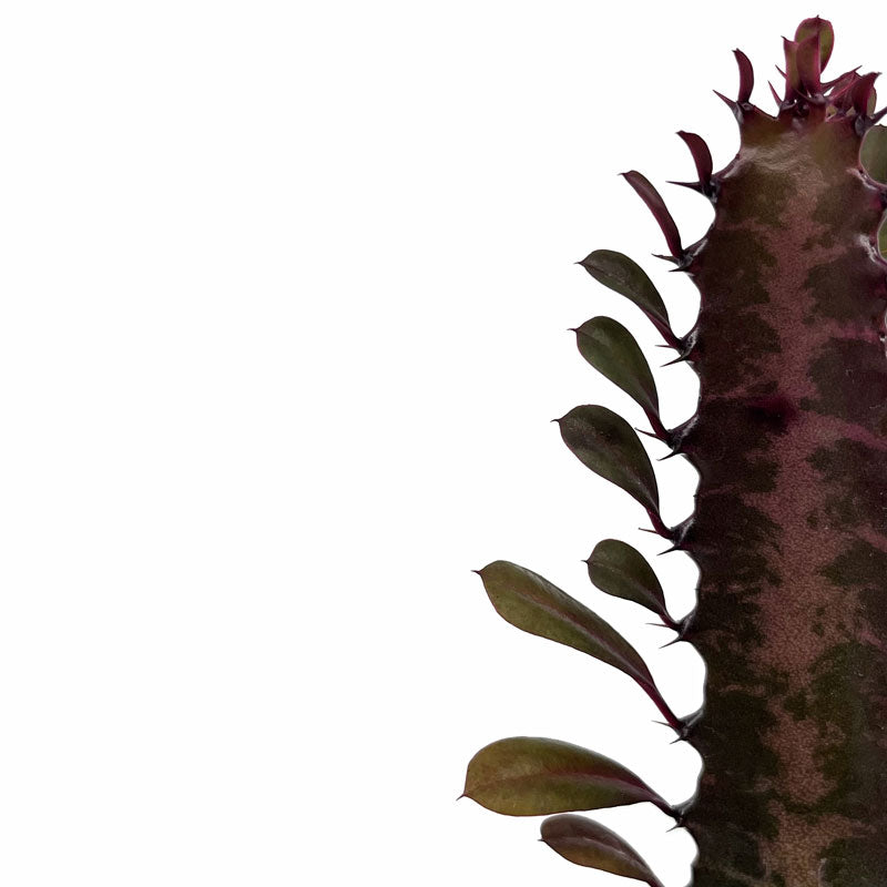 Euphorbia Trigona Rubra Cactus Y Suculentas M8,5 cm Ø_2