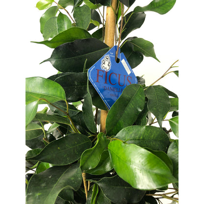 Ficus Daniel M20 120cm_1