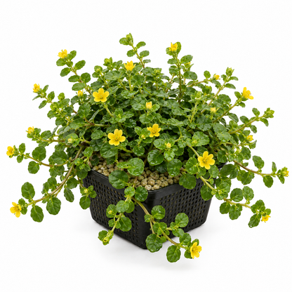 Hierba De La Moneda - Lysimachia Nummularia - Set De 4 Con Cesta_0
