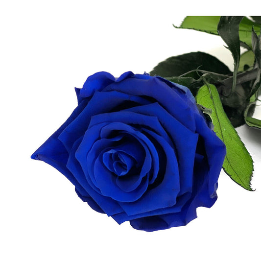 Mundo Eterno Rosa Preservada Azul Oscuro 35cm_0