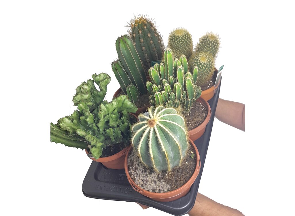 Cactus Mix M17 (unidad)_0
