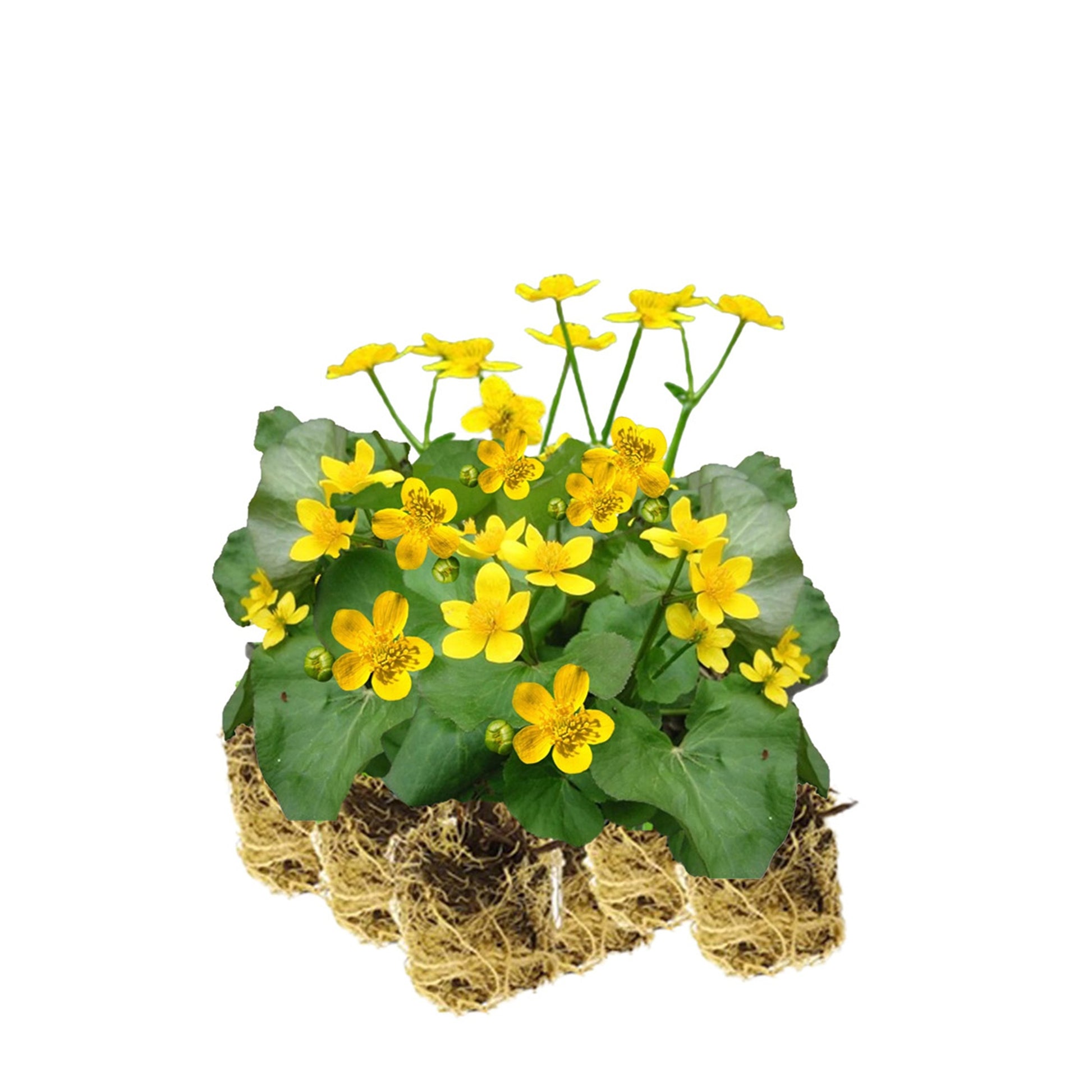 Hierba Centella - Caltha Palustris - 15 Plantas_0