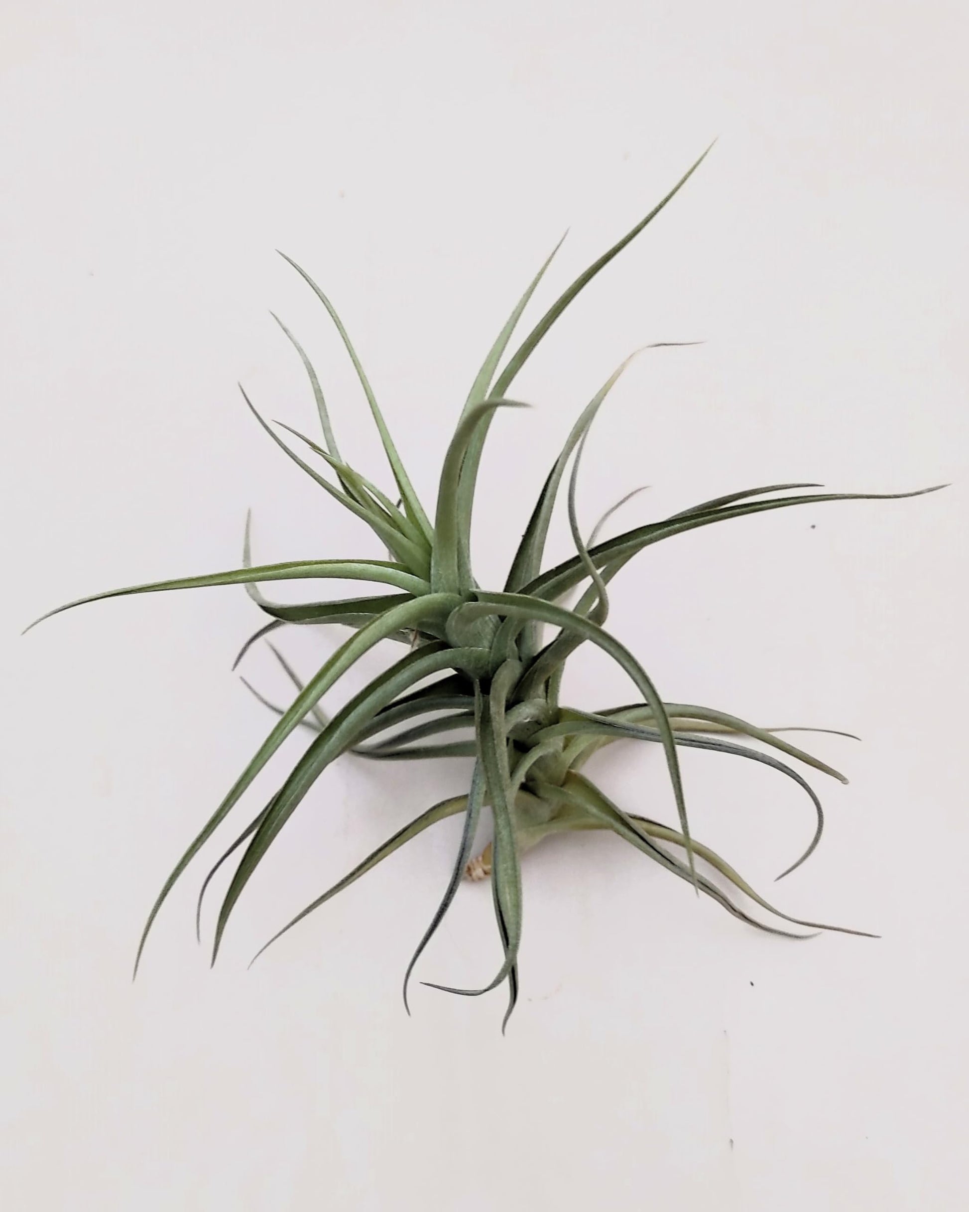 Tillandsia bergeri; planta del aire resistente y de fácil cuidado; Curiosarium; altura 12-15 cm, diámetro 15 cm_3